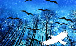 ronya1_250x154_crop_478b24840a