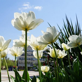 gabrovo-kulturni-novini_280x280_crop_478b24840a